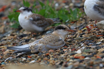 terns