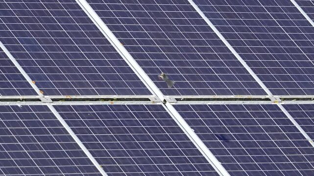 Spatz fleigt vor Photovoltaik Platten