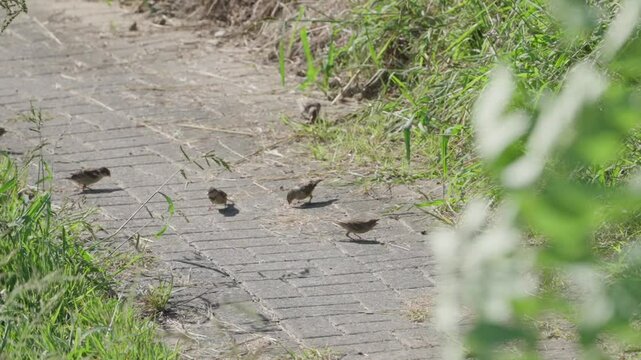 Sperlinge auf Pflastersteine suchen futter