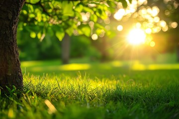 The sun sets in a beautiful park, casting golden light through the vibrant green leaves and illuminating the scene.