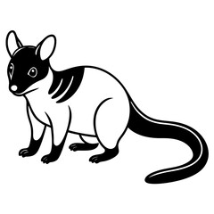 A simple single-line art drawing of a beautiful white Background white Quoll