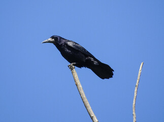 A crow sits on a branch. In Romania