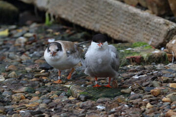terns