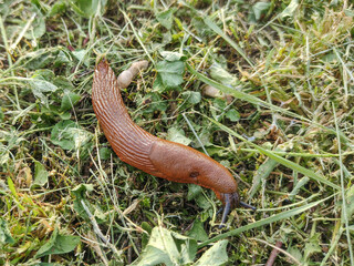 Slug in the grass in Romania