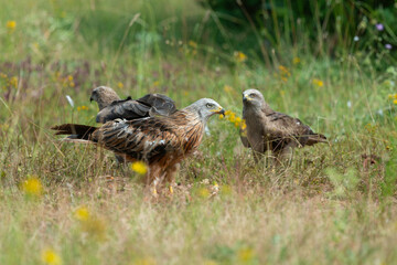 Milan royal,.Milvus milvus , Red Kite