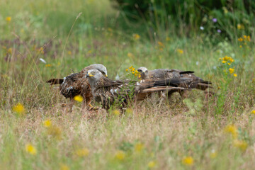 Milan royal,.Milvus milvus , Red Kite