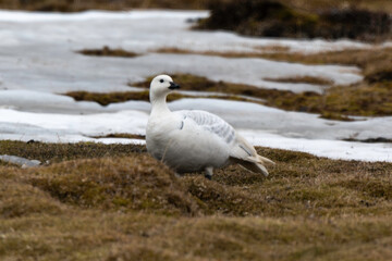 Oie des neiges,.Anser caerulescens, Snow Goose