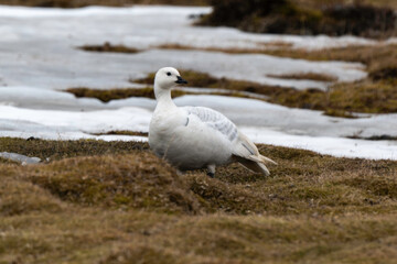 Oie des neiges,.Anser caerulescens, Snow Goose