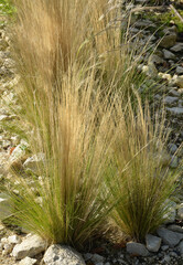Stipa tenuifolia, Cheveux d'ange; graminée