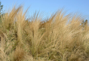 Stipa tenuifolia, Cheveux d'ange; graminée