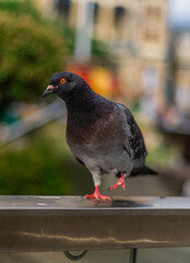 pigeon sitting on the railing