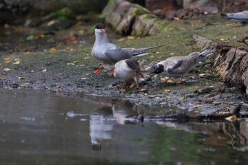 terns