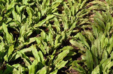 Rumex sanguineum, Oseille sanguine