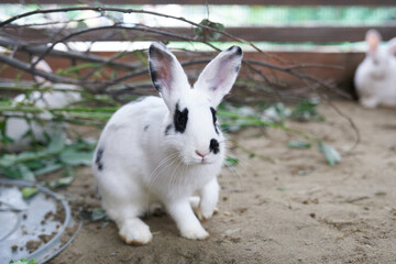 Selective focus on a white rabbit with a black eye sitting behind a fence in an open-air enclosure at the zoo. A rabbit with space to copy. High quality photo