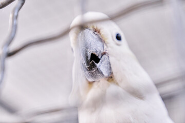 A white cockatoo, behind a mesh fence at the zoo. The white parrot is a bird of the wild that can...