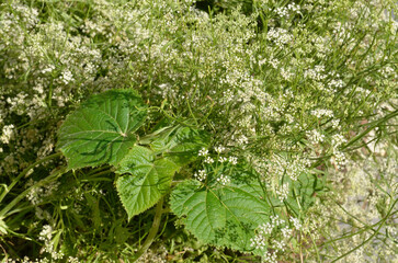 Pimpinella anisum, Anis vert
