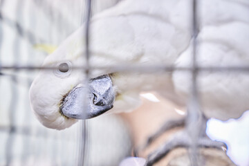A funny cockatoo parrot with beautiful white feathers and a yellow crest. He is kept in a zoo behind a mesh fence with a copy space. High quality photo