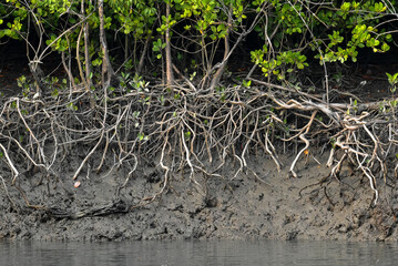 Erected Breathing Roots the Pneumatophores of mangroves trees at the World largest mangrove forest Sundarbans