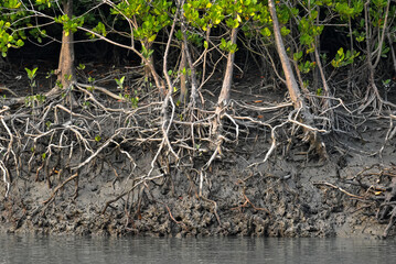Erected Breathing Roots the Pneumatophores of mangroves trees at the World largest mangrove forest Sundarbans
