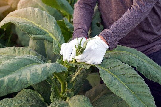 Gardeners pluck the young leaves of tobacco so that the fertilizer is applied to only the leaves that are needed. It is to control the height. To get the existing leaves to have large leaves.