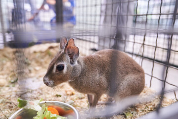 The Chacoan mara sits in a cage next to the vegetables. A hare-like herbivorous rodent. An aviary for an animal in a contact zoo. With space to copy. High quality photo