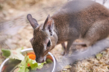 The Chacoan mara is standing next to a bowl eating vegetables. A hare-like herbivorous rodent. An aviary for an animal in a contact zoo. With space to copy. High quality photo