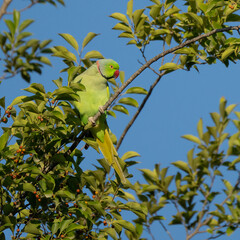 A Ring Necked Parakeet on a Tree Branch