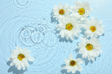 Fototapeta premium Beautiful daisy flowers in water on light blue background, top view. Space for text
