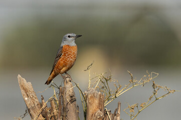 Rufous-tailed rock thrush peched on a cut tree, Bahrain