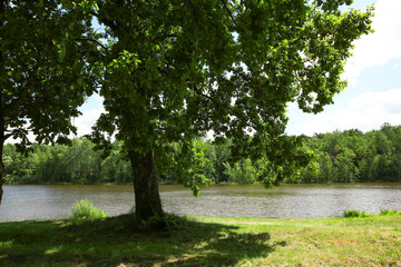 Beautiful green trees and lake in park