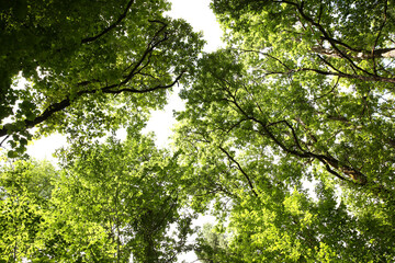 Beautiful green trees growing in forest, bottom view © New Africa