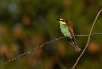 European bee-eater perched on tree with green backdrop