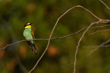 European bee-eater perched on tree with green backdrop