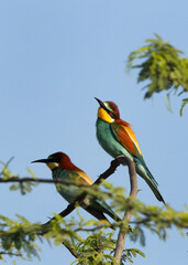 A pair of European bee-eater perched on acacia tree