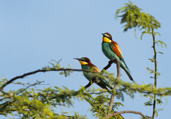 A pair of European bee-eater perched on green