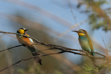 A pair of European bee-eater perched on tree, Bahrai