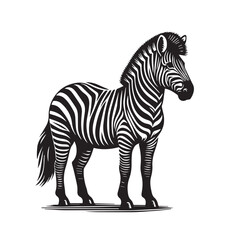 zebra vector illustration