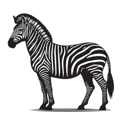 Obraz premium zebra vector illustration