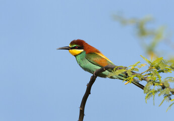 European bee-eater against blur sky