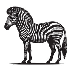 zebra vector illustration