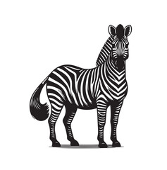 zebra vector illustration