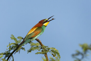 European bee-eater with a bee catch at Bahrain