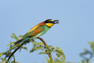 Obraz premium European bee-eater feeding a bee