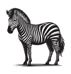 zebra vector illustration