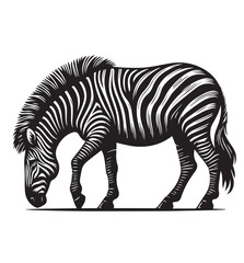 Obraz premium zebra vector illustration