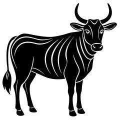 black and white bull