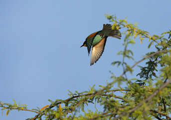 European bee-eater takeoff to catch a bee