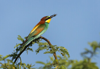 European bee-eater holding a bee, Bahrain