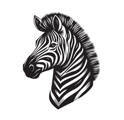 zebra vector illustration