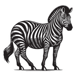 zebra vector illustration